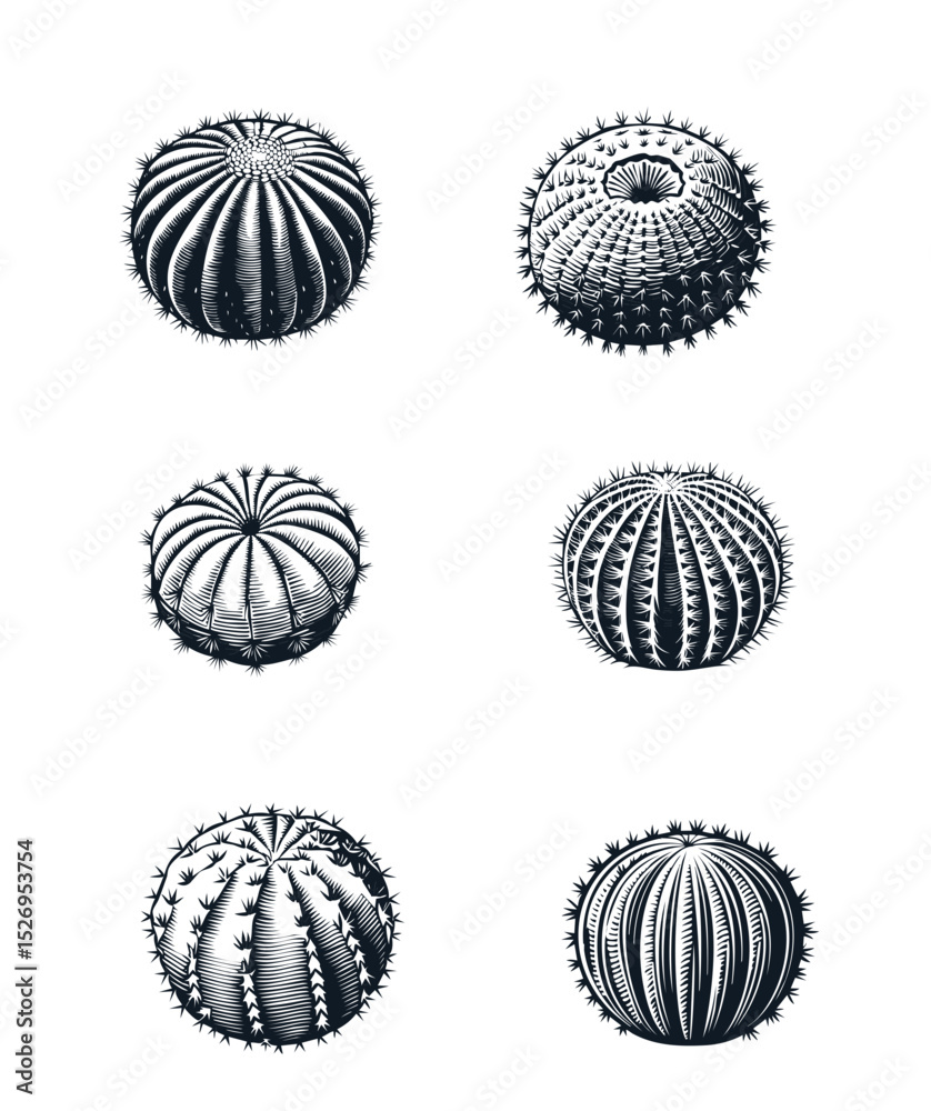 Ilustrações de cactos bolas redondos estilo gravura