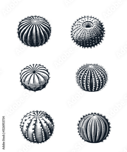 Ilustrações de cactos bolas redondos estilo gravura