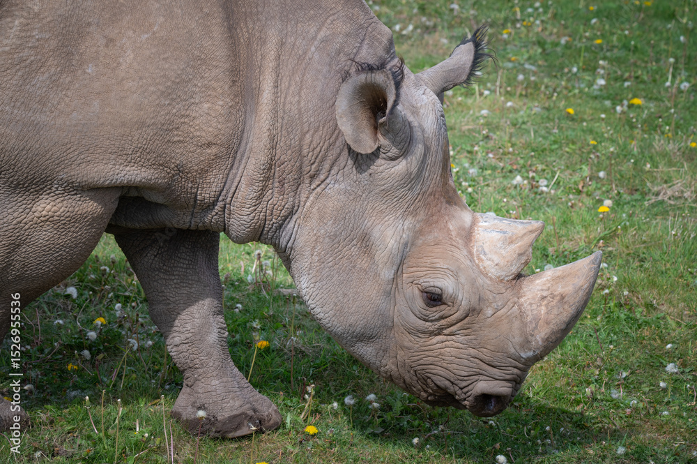 Naklejka premium Close Up Black Rhinoceros