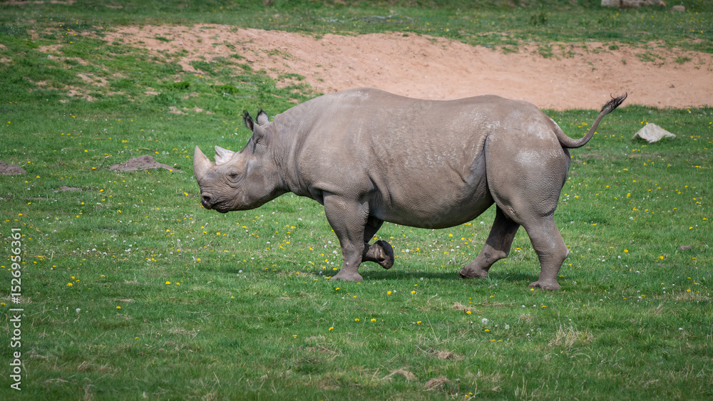 Fototapeta premium Black Rhinoceros Walking on Grass