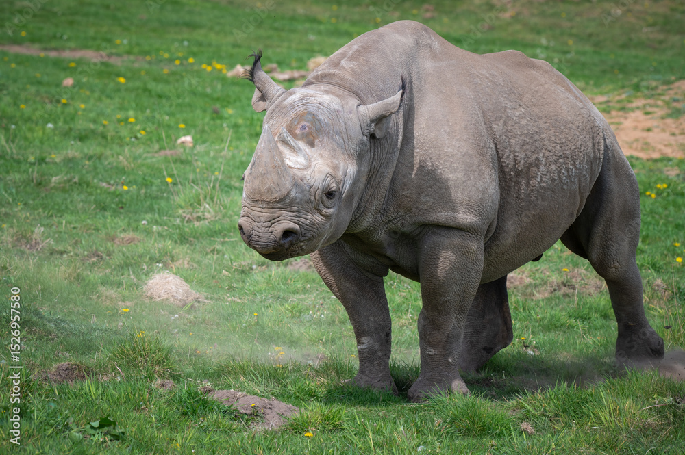 Fototapeta premium Black Rhinoceros