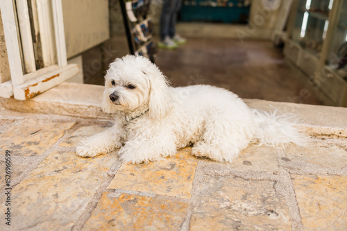 Fototapeta Naklejka Na Ścianę i Meble -  Small white dog resting on warm stone pavement outside shop entrance. Peaceful pet moment, relaxed atmosphere, and cozy street view.