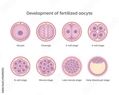 Development of fertilized oocyte