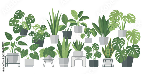 Collection of Potted Houseplants in Grey and White Pots on a White Background Vector Illustration for Interior Design
