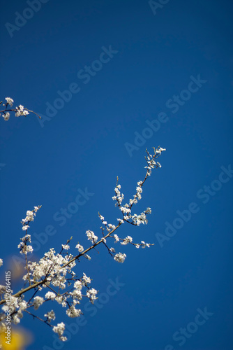  White cherry blossoms in full bloom against a deep blue sky. Shot with selective focus, leaving room for copy space. Ideal as a seasonal spring background.