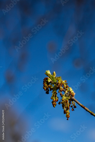 Fresh green and red buds of a maple tree captured in strong sunlight, isolated against a soft blue background. Clean minimal design.