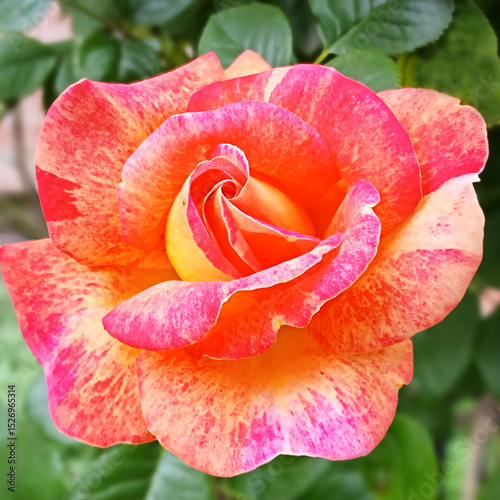 Beautiful multicolored rose with vibrant petals in a lush green garden