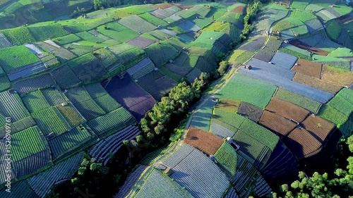Morning atmosphere of fresh green farmer's plants, Sukomakmur, Central Java, Indonesia.