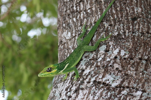 Green lizard Cuban knight anole on a tree trunk