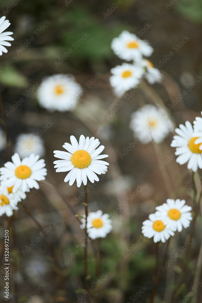 Fototapeta premium daisies in a field