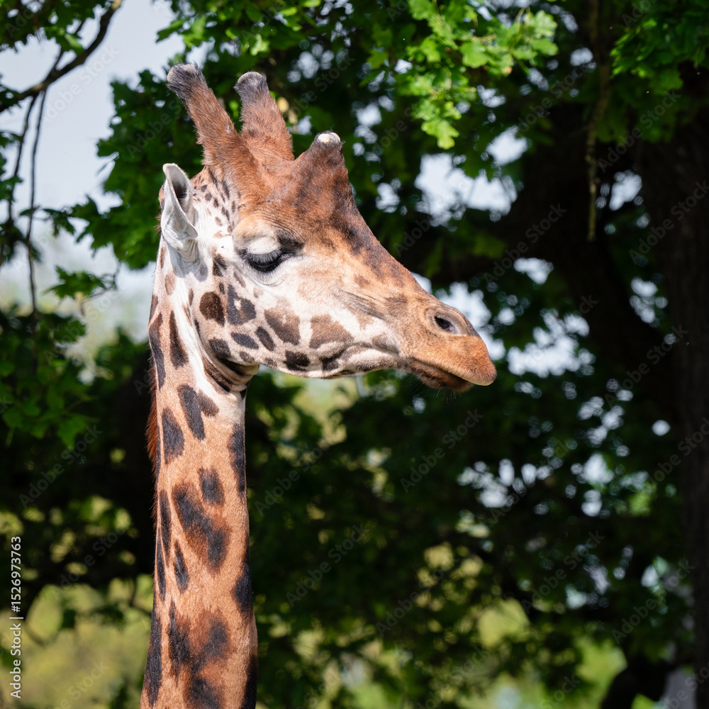 Obraz premium Rothschild Giraffe Close-up