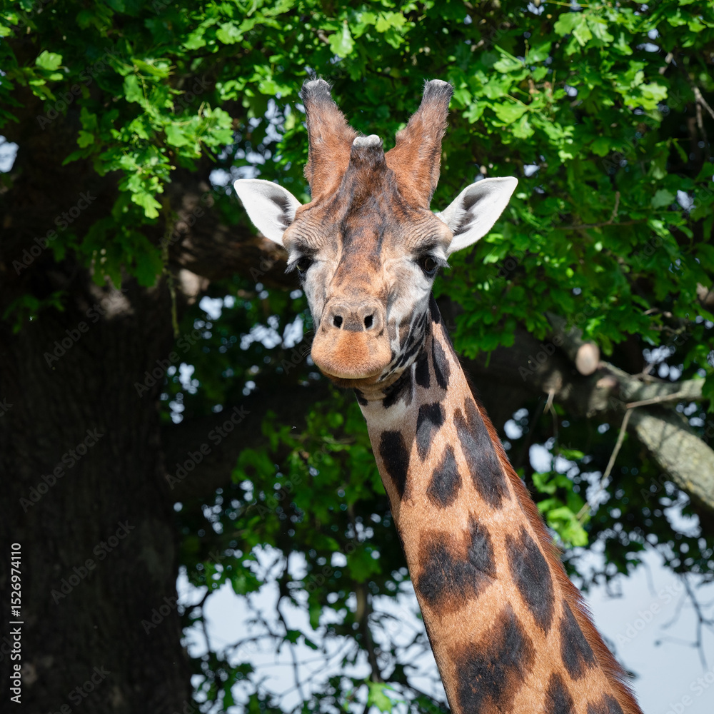 Rothschild Giraffe Close-up Rothschild Giraffe Close-up