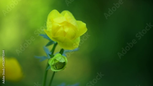 Yellow globeflowers bloom closeup in the soft evening light