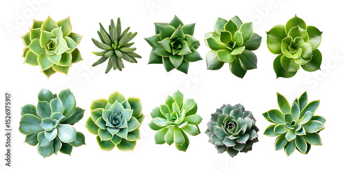 Echeveria and Sempervivum Succulents