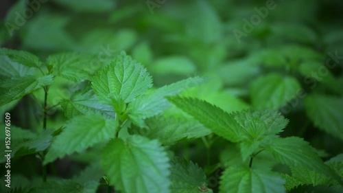 Fresh Green Nettle Leaves Close-Up in Natural Daylight