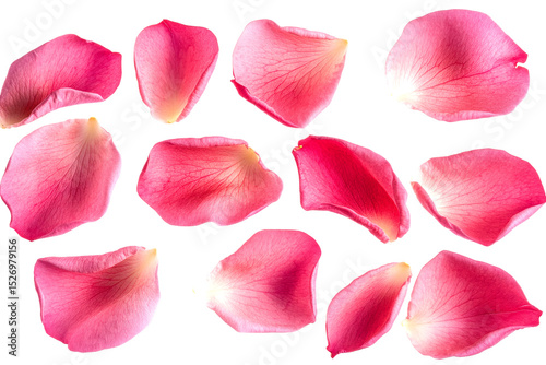 Wallpaper Mural Delicate pink rose petals floral arrangement elegant aesthetic close-up view isolated on transparent background Torontodigital.ca