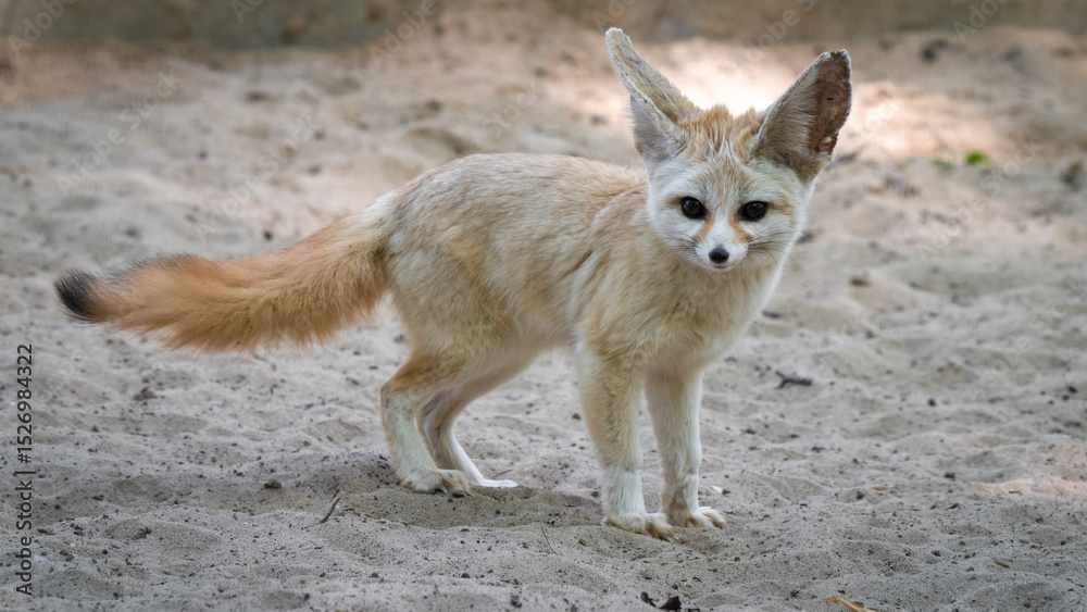Fototapeta premium Captive Fennec Fox Standing on the Ground