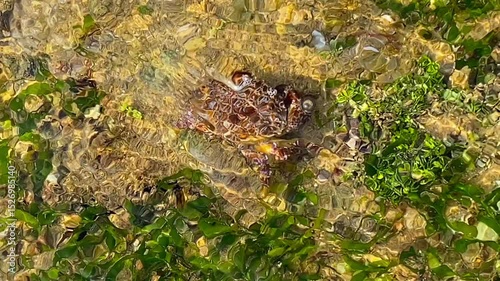 A large crab scurries across the sandy seabed in shallow, clear water. Captured underwater, this scene highlights marine wildlife, motion, and tropical aquatic ecosystems