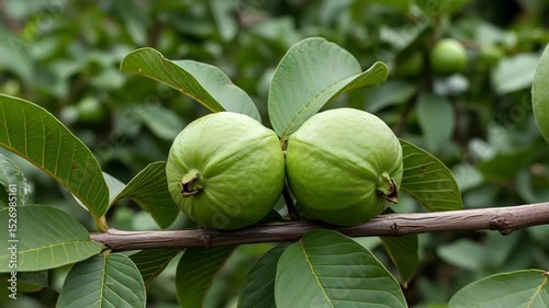 Fresh green guavas growing on tree branch with lush leaves. Natural organic tropical fruit cultivation showcasing agricultural harvest. Concept: Organic farming, health food stores, tropical fruit 