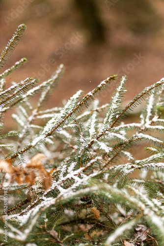 Close-up view of evergreen branches covered in a light dusting of snow, showcasing the delicate textures of the needles and surrounding foliage in a serene winter forest environment