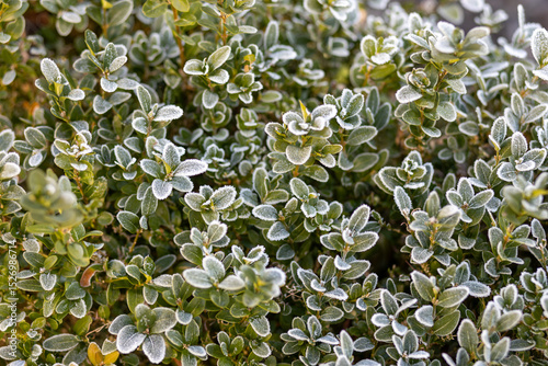 Close-up view of frost-covered green leaves on a bush, showcasing intricate details of the foliage and glistening ice crystals, creating a serene winter atmosphere in a natural setting