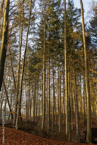 Tall evergreen trees standing majestically in a serene forest, with sunlight filtering through branches, casting gentle shadows on the forest floor, creating a peaceful and tranquil natural environmen
