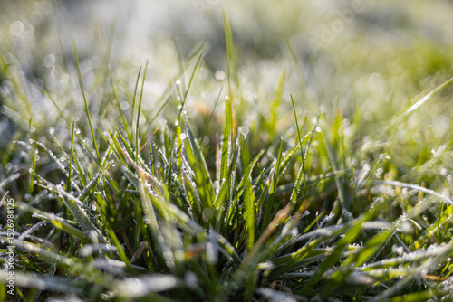 Close-up view of dew-covered grass blades glistening in morning sunlight, showcasing the vibrant green hues and delicate water droplets, creating a serene and refreshing natural atmosphere