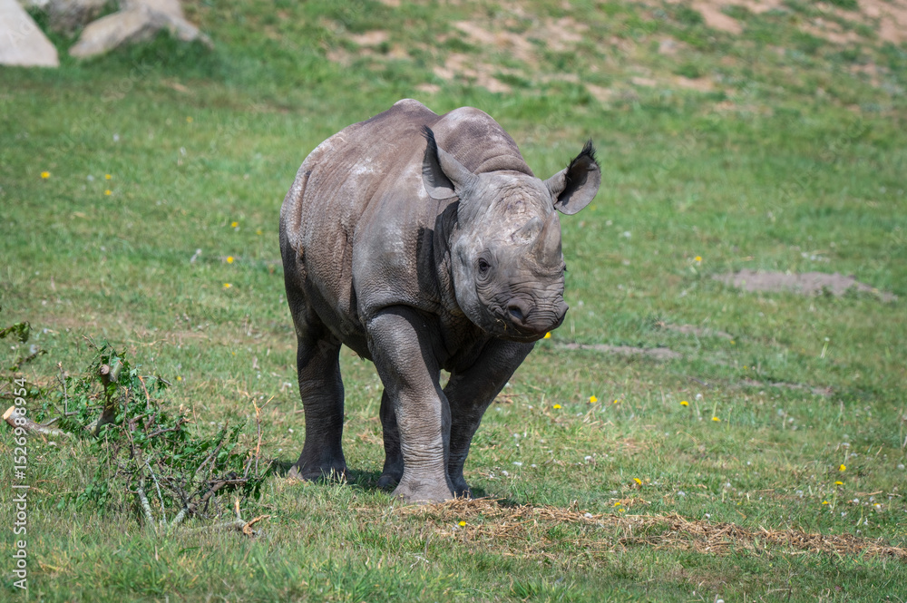 Fototapeta premium Young Black Rhinoceros Walking on Grass