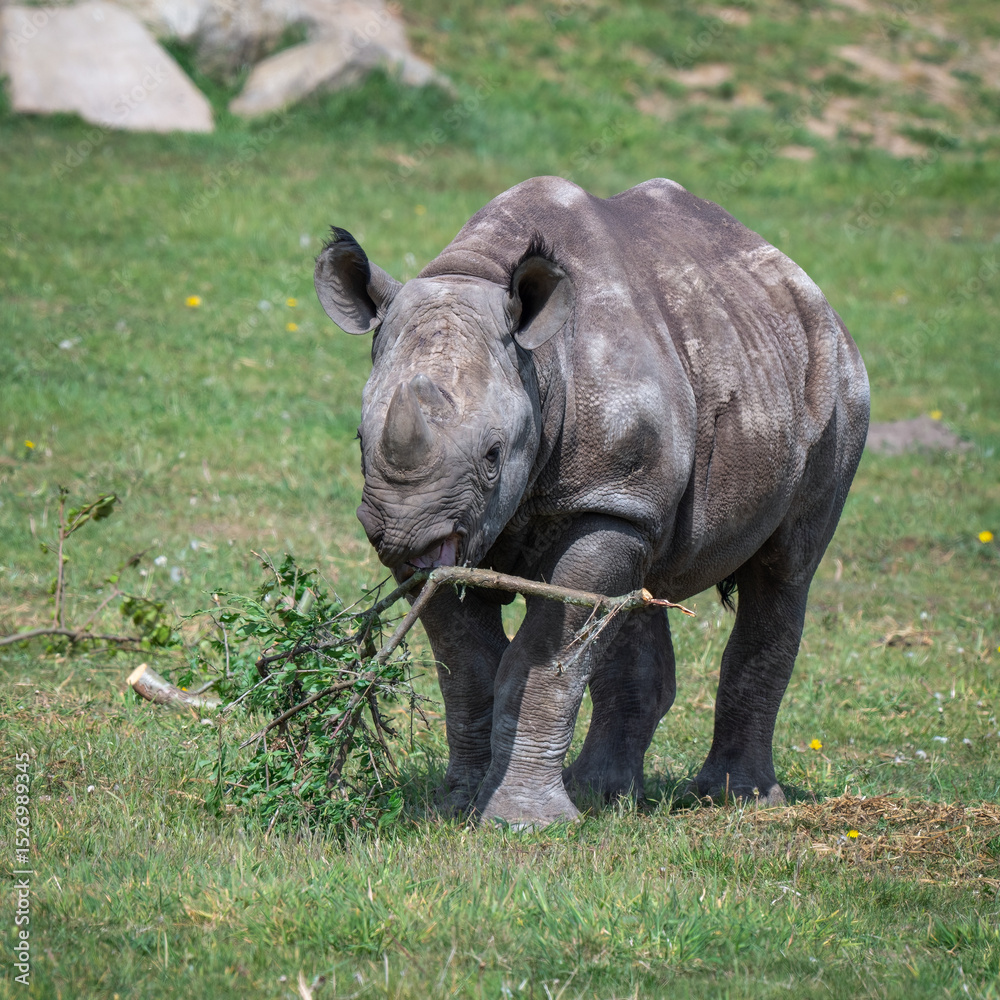 Fototapeta premium Young Black Rhinoceros Feeding