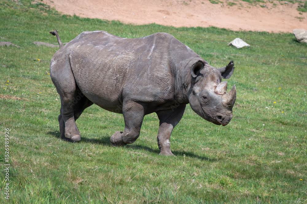 Obraz premium Adult Black Rhinoceros Walking on Grass