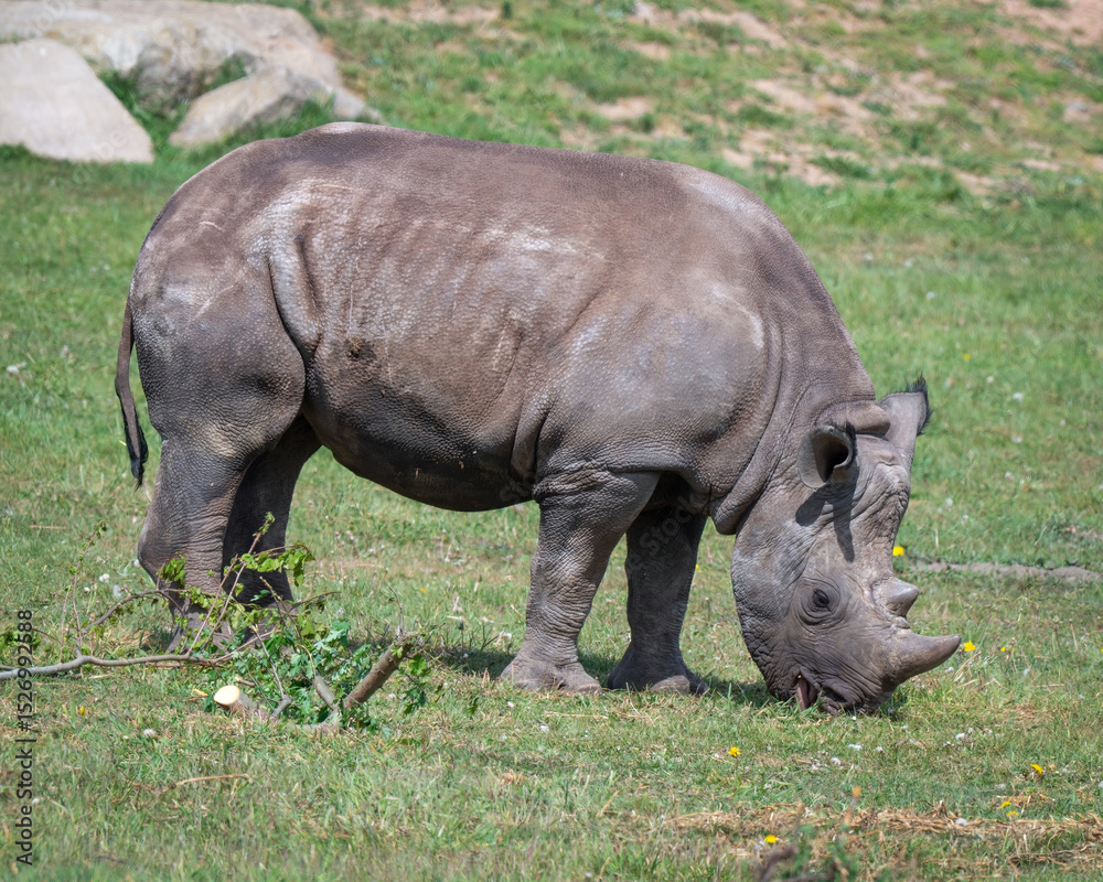 Fototapeta premium Adult Black Rhinoceros Walking on Grass