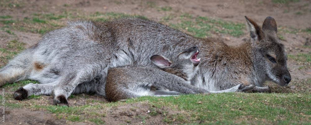 Fototapeta premium Baby Wallaby Too Big for Its Mother's Pouch