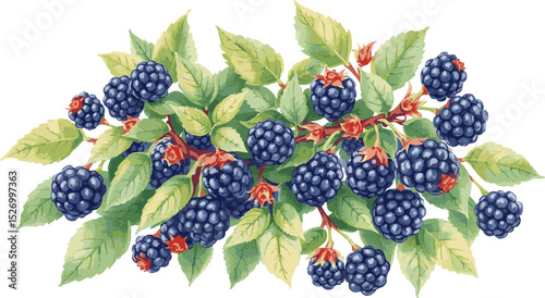 Berries on the bush watercolor vector illustration.