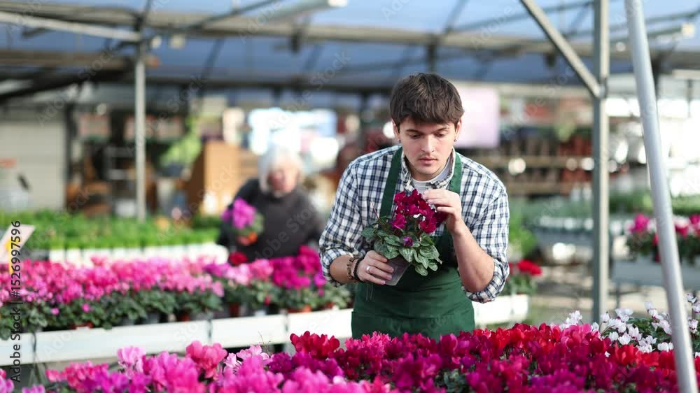 Man worker at a garden store carefully places pots with a Cyclomena plant on the table. Store employee takes care of flowers and plants in the open section of the garden store. High quality 4k footage Man worker at a garden store carefully places pots with a Cyclomena plant on the table. Store employee takes care of flowers and plants in the open section of the garden store. High quality 4k footage