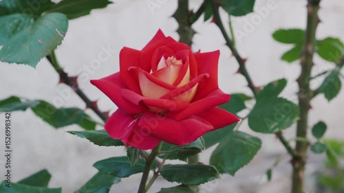 Red and Yellow Rose