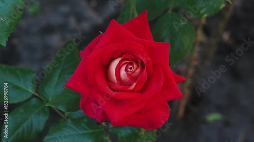 Red Rose Bloom with Ant