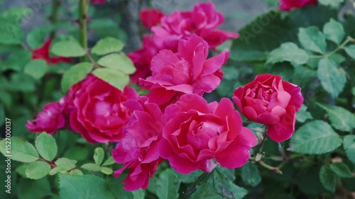 Red Roses Blooming