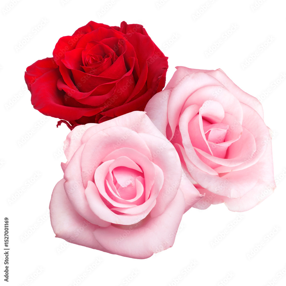 Fototapeta premium Beautiful bright rose flowers isolated on white