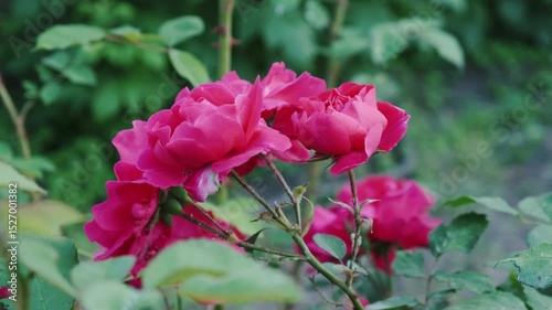 Blooming Pink Roses