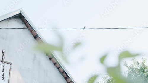 Bird on Wire Near Roof