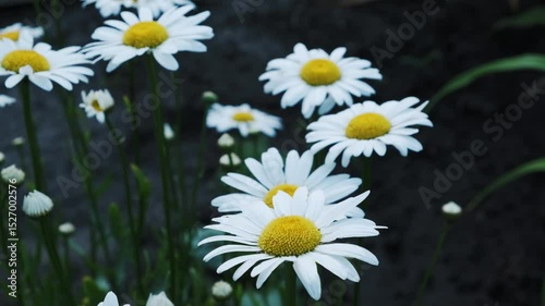 Daisies in Bloom