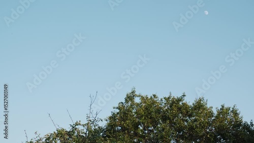 Bird Flying Over Trees
