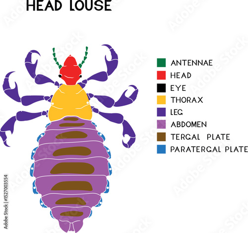Diagram of the body parts of female head louse (Pediculus humanus). Educational material about the external structure of the head louse insect for biology lesson
