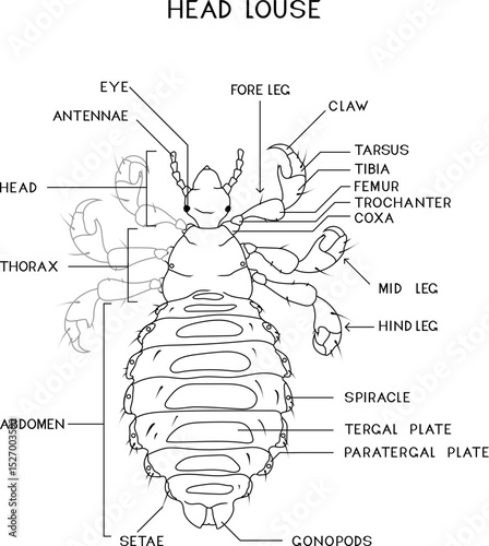 Coloring page with structure of female head louse (Pediculus humanus) for biology lesson
