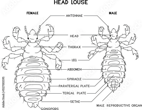 Coloring page with structure of male and female head louse (Pediculus humanus) insect for biology lesson