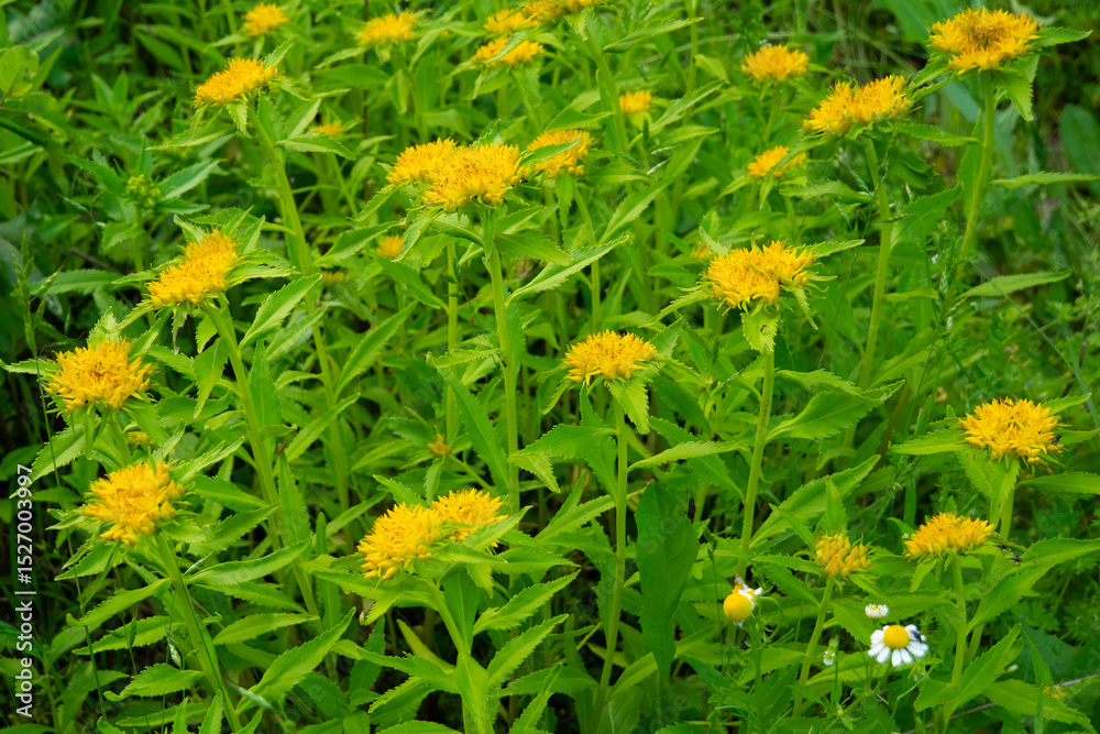 Obraz premium Medicinal plant Golden root, Rhodiola rosea. The fat family. Rhodiola rosea in the form of tea is used to relieve fatigue, overwork, to increase efficiency and endurance.