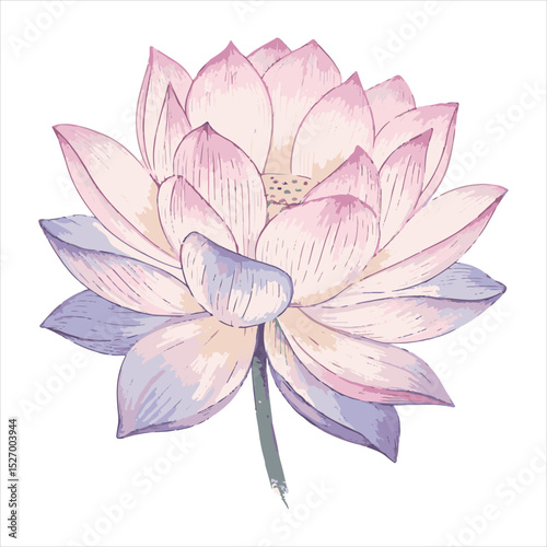 Lotus flower vector.