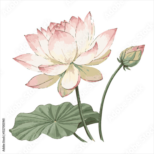 Lotus flower vector.