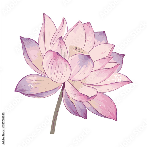 Lotus flower vector.