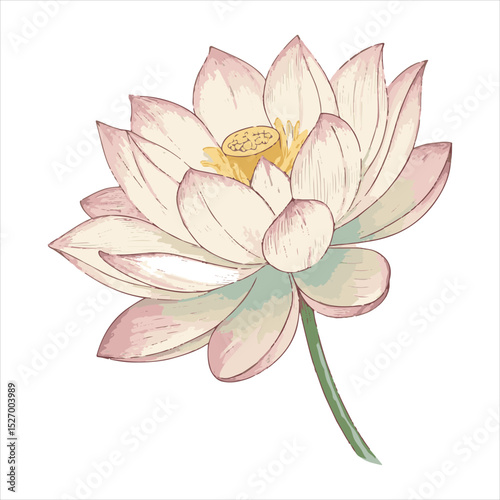 Lotus flower vector.